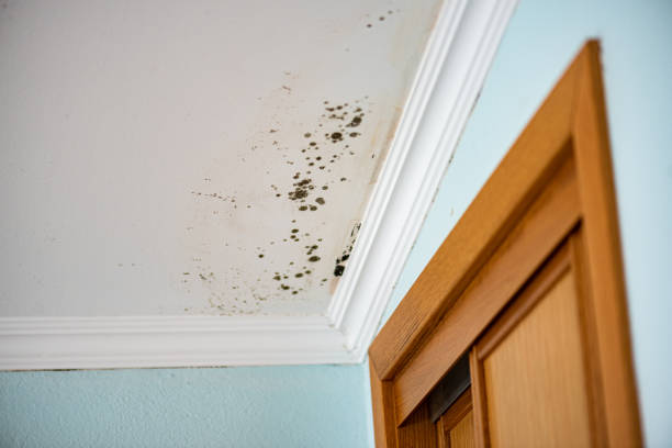 Why You Should Choose Our Mold Remediation Services in Bellevue, IA